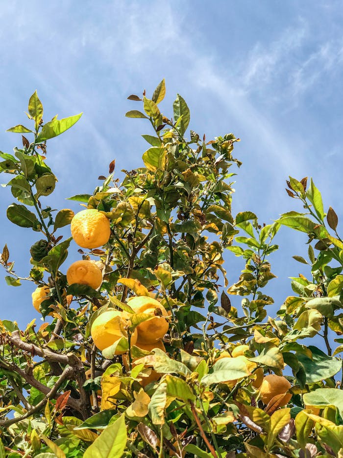 Bright yellow lemons on a lush tree against a clear blue sky, evoking freshness and natural growth.